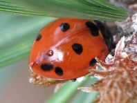 Siebenpunkt Marienkäfer, Coccinella septempunctata