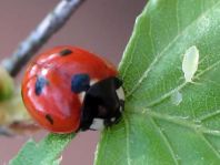 Siebenpunkt Marienkäfer, Coccinella septempunctata