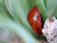 Siebenpunkt Marienkäfer, Coccinella septempunctata