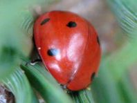 Siebenpunkt Marienkäfer, Coccinella septempunctata