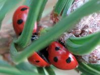 Siebenpunkt Marienkäfer, Coccinella septempunctata