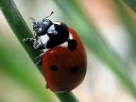 Siebenpunkt Marienkäfer, Coccinella septempunctata