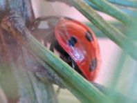 Siebenpunkt Marienkäfer, Coccinella septempunctata