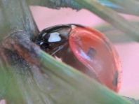 Siebenpunkt Marienkäfer, Coccinella septempunctata