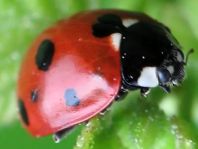 Siebenpunkt Marienkäfer, Coccinella septempunctata