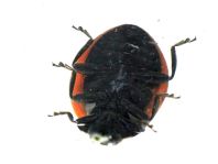 Siebenpunkt Marienkäfer, Coccinella septempunctata