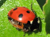 Siebenpunkt Marienkäfer, Coccinella septempunctata