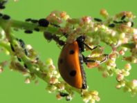 Siebenpunkt Marienkäfer, Coccinella septempunctata