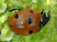 Siebenpunkt Marienkäfer, Coccinella septempunctata