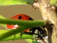 Siebenpunkt Marienkäfer, Coccinella septempunctata