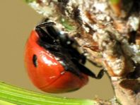 Siebenpunkt Marienkäfer, Coccinella septempunctata