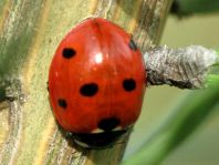 Siebenpunkt Marienkäfer, Coccinella septempunctata