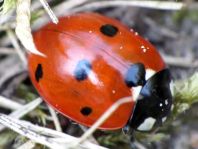 Siebenpunkt Marienkäfer, Coccinella septempunctata