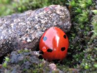 Siebenpunkt Marienkäfer, Coccinella septempunctata