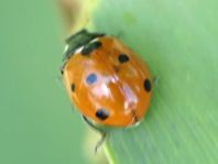 Siebenpunkt Marienkäfer, Coccinella septempunctata