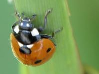 Siebenpunkt Marienkäfer, Coccinella septempunctata