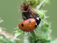 Siebenpunkt Marienkäfer, Coccinella septempunctata