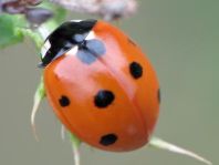 Siebenpunkt Marienkäfer, Coccinella septempunctata