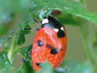 Siebenpunkt Marienkäfer, Coccinella septempunctata