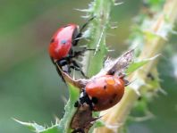 Siebenpunkt Marienkäfer, Coccinella septempunctata