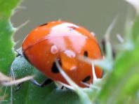 Siebenpunkt Marienkäfer, Coccinella septempunctata