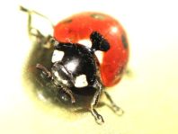 Siebenpunkt Marienkäfer, Coccinella septempunctata