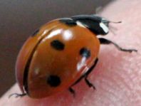 Siebenpunkt Marienkäfer, Coccinella septempunctata