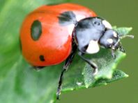 Siebenpunkt Marienkäfer, Coccinella septempunctata