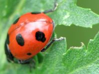 Siebenpunkt Marienkäfer, Coccinella septempunctata