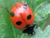 Siebenpunkt Marienkäfer, Coccinella septempunctata