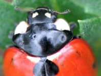 Siebenpunkt Marienkäfer, Coccinella septempunctata