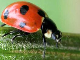 Siebenpunkt Marienkäfer, Coccinella septempunctata