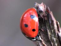 Siebenpunkt Marienkäfer, Coccinella septempunctata