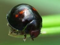 Strichfleckiger Schildlaus-Marienkäfer, Chilocorus bipustulatus