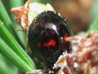 Strichfleckiger Schildlaus-Marienkäfer, Chilocorus bipustulatus