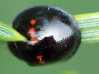 Strichfleckiger Schildlaus-Marienkäfer, Chilocorus bipustulatus