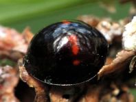 Strichfleckiger Schildlaus-Marienkäfer, Chilocorus bipustulatus