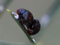 Strichfleckiger Schildlaus-Marienkäfer, Chilocorus bipustulatus