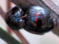 Strichfleckiger Schildlaus-Marienkäfer, Chilocorus bipustulatus