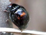 Strichfleckiger Schildlaus-Marienkäfer, Chilocorus bipustulatus