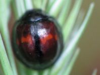 Strichfleckiger Schildlaus-Marienkäfer, Chilocorus bipustulatus