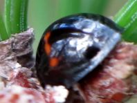 Strichfleckiger Schildlaus-Marienkäfer, Chilocorus bipustulatus