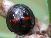 Strichfleckiger Schildlaus-Marienkäfer, Chilocorus bipustulatus