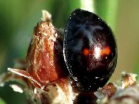 Strichfleckiger Schildlaus-Marienkäfer, Chilocorus bipustulatus