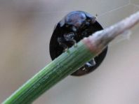 Strichfleckiger Schildlaus-Marienkäfer, Chilocorus bipustulatus