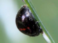 Strichfleckiger Schildlaus-Marienkäfer, Chilocorus bipustulatus