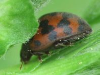 Subcoccinella vigintiquatuorpunctata, Vierundzwanzigpunkt-Marienkäfer