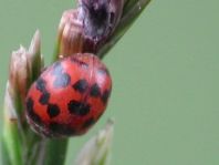 Subcoccinella vigintiquatuorpunctata, Vierundzwanzigpunkt-Marienkäfer