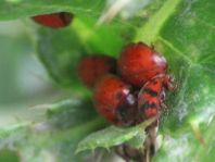 Subcoccinella vigintiquatuorpunctata, Vierundzwanzigpunkt-Marienkäfer