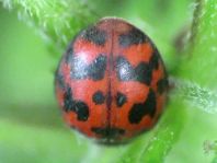 Subcoccinella vigintiquatuorpunctata, Vierundzwanzigpunkt-Marienkäfer